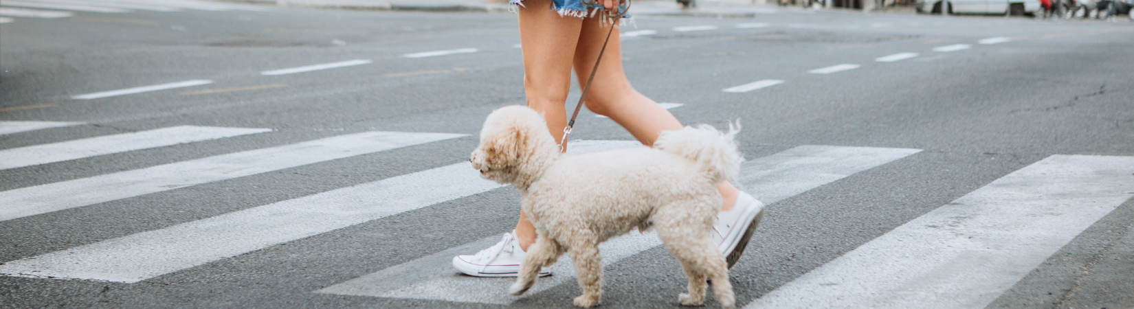 Photo showing woman's legs and dog making their way across a crosswalk.