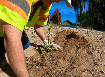 Planting a shrub