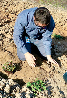 Planting shrubs