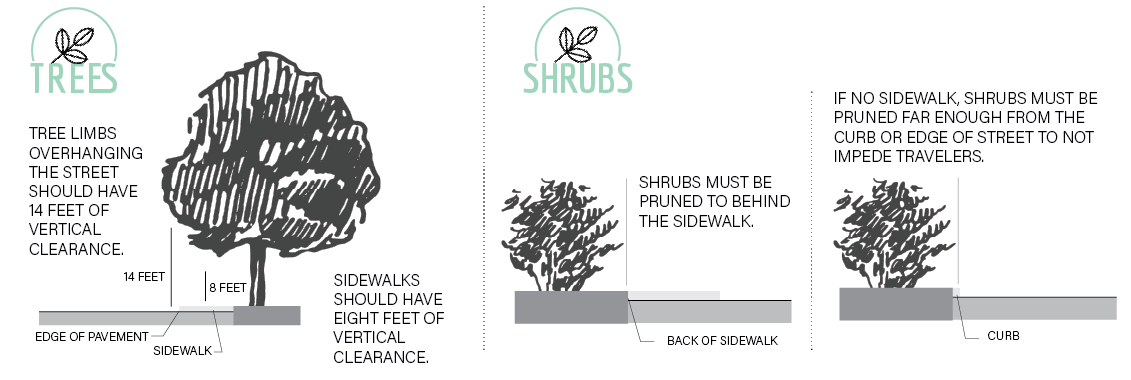 Pruning requirements for trees and shrubs